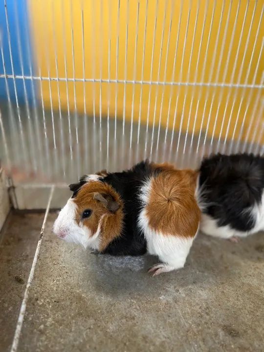 Porquinho da india - Foto 2