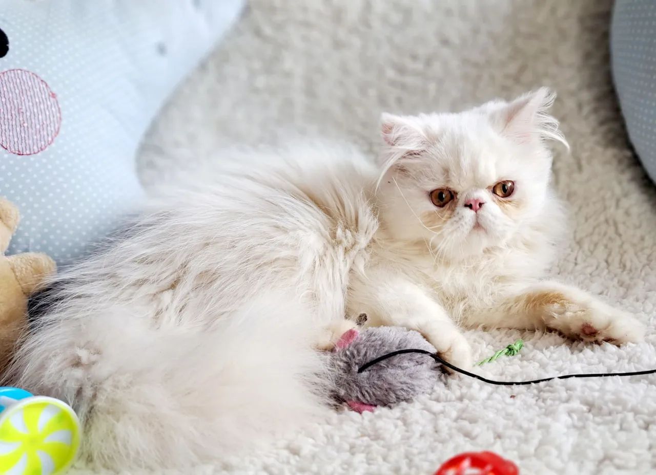 Persa macho filhotão branco - Foto 5
