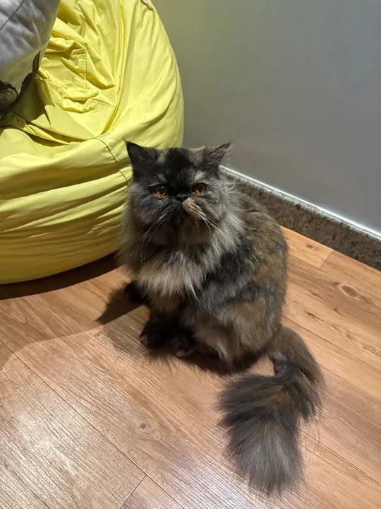 Filhotes gato Persa - Foto 4