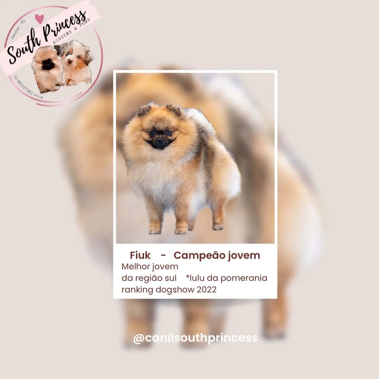 Pomerania anao machinho laranja  - Foto 2