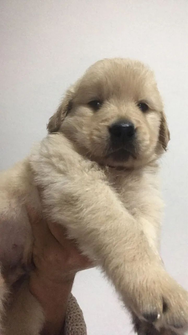 Golden macho com 73 dias vermifugado e vacinado