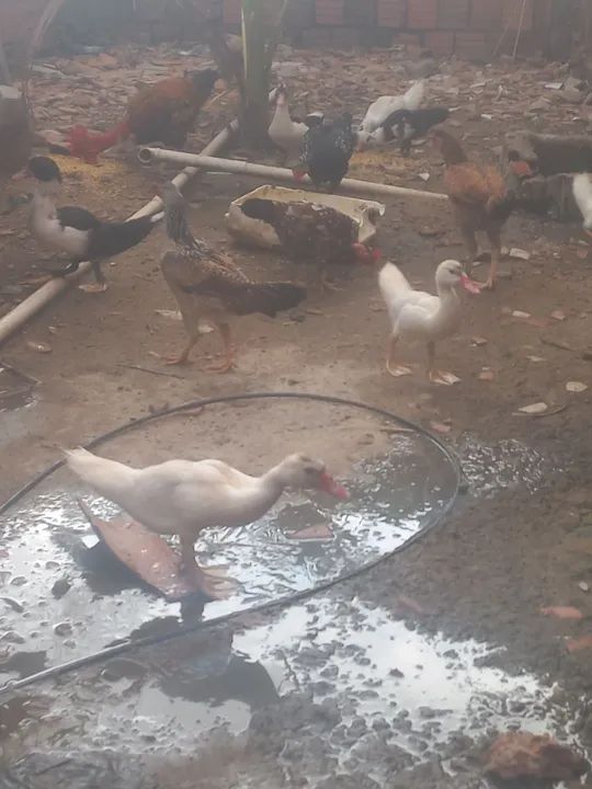 Vendo ovos de galinha 