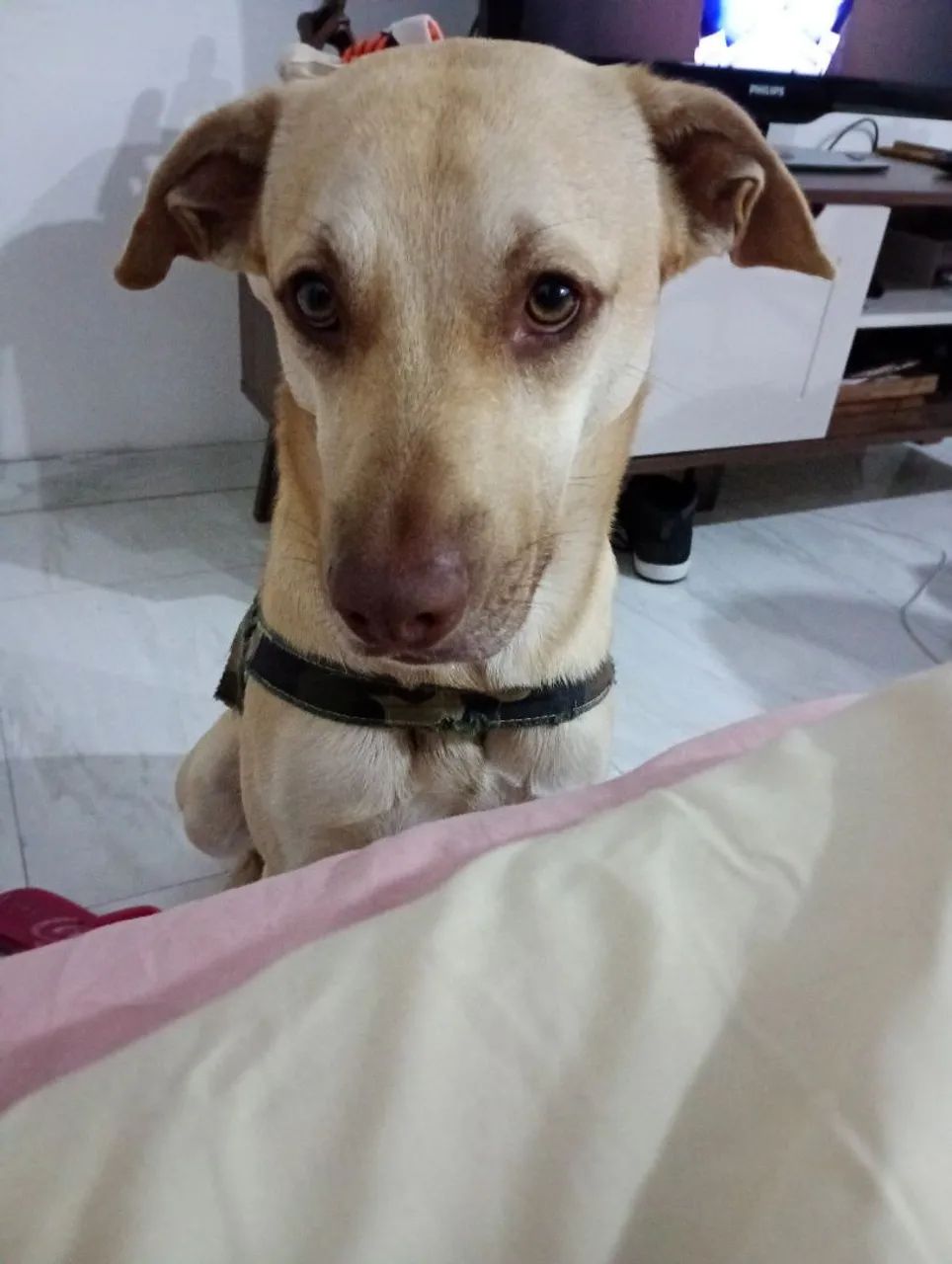 Doação de cão  - Foto 2