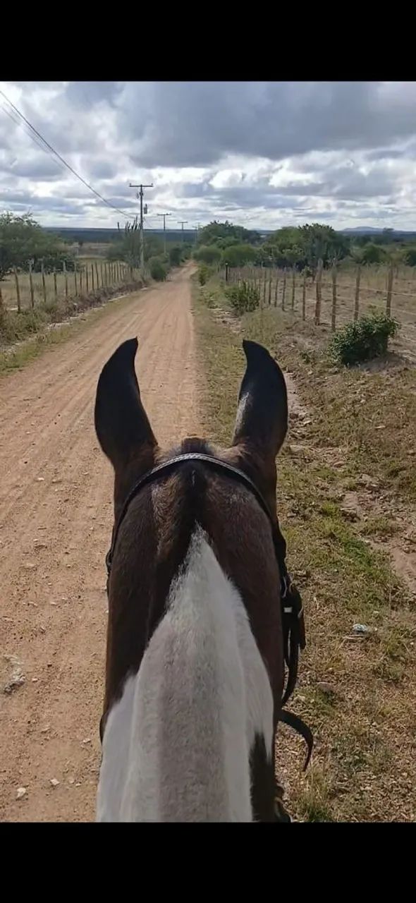 Egua MM Pampa de Preto Sem RG - Foto 2