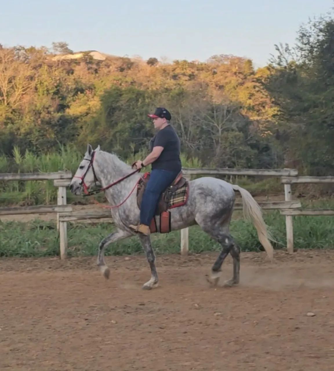 Cavalo Mangalarga Marchador - Mocambo Herói I - Dócil, macio e pronto para sela! - Foto 4