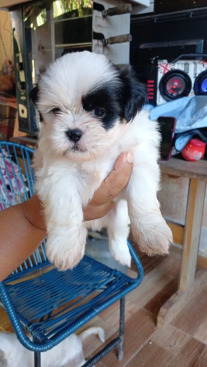 Shih Tzu filhote