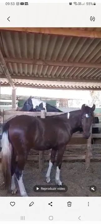 Potro Mangalarga Marchador - Foto 3