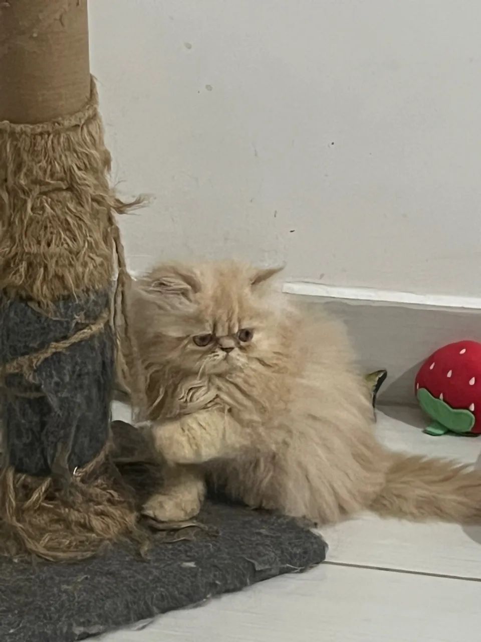 Filhote de Gatinha Persa - Foto 3