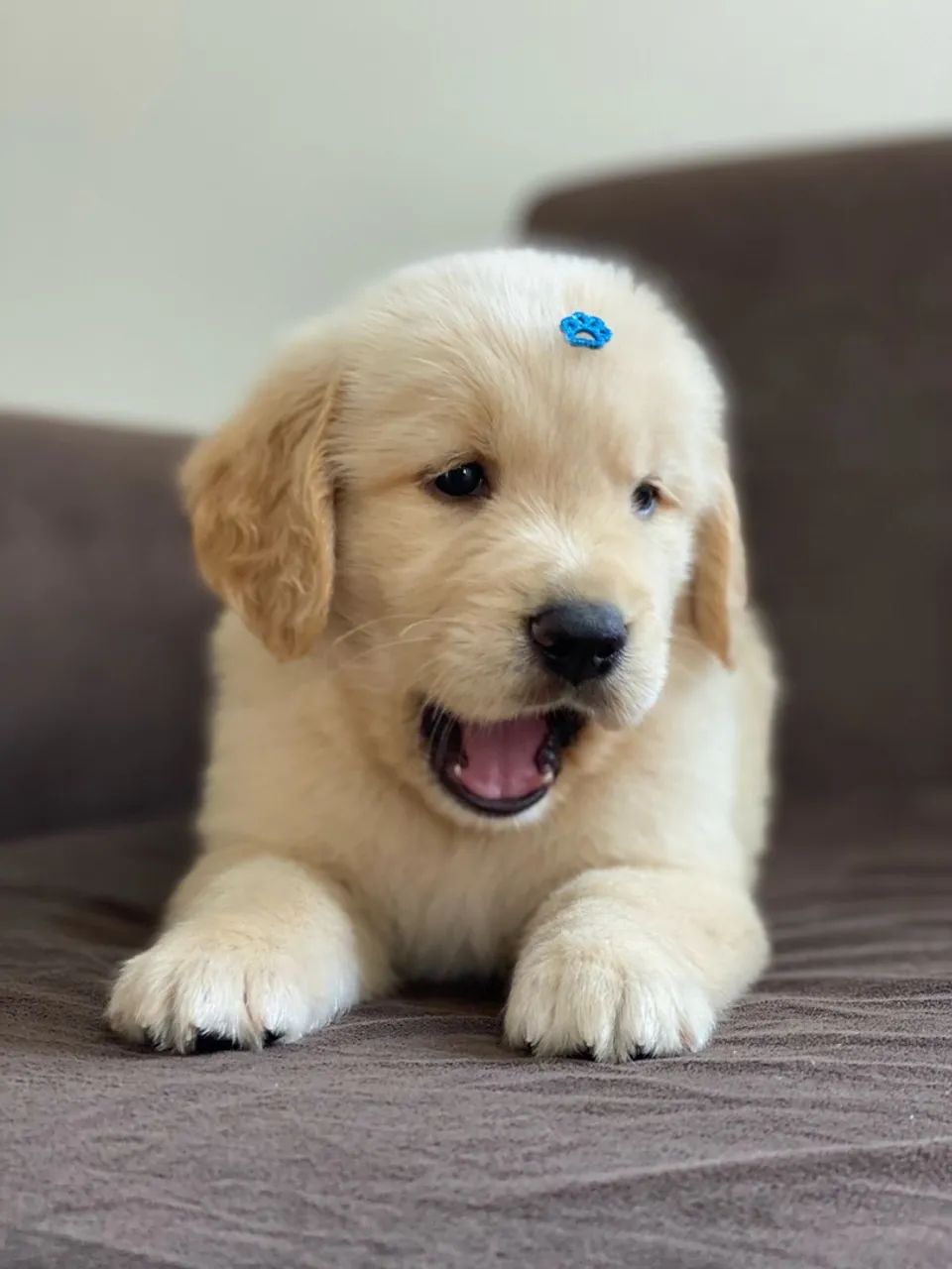 Filhotes de Golden Retriever Gordinhos