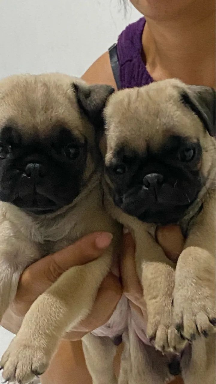 Raça pura Pug  - Foto 4