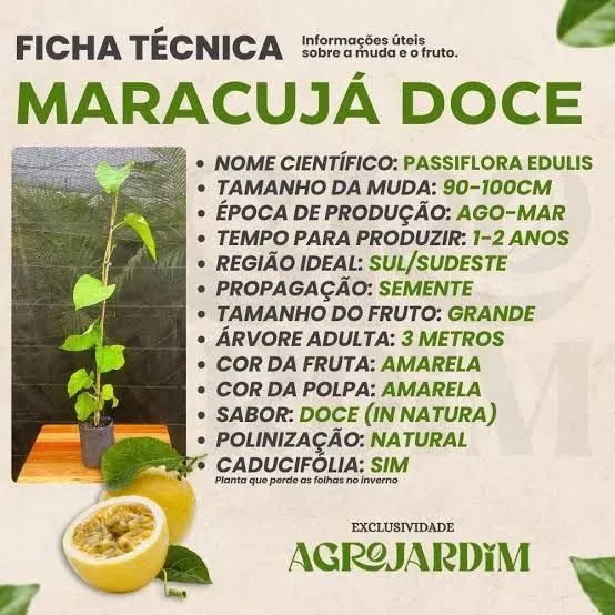 Muda de maracujá doce  - Foto 2