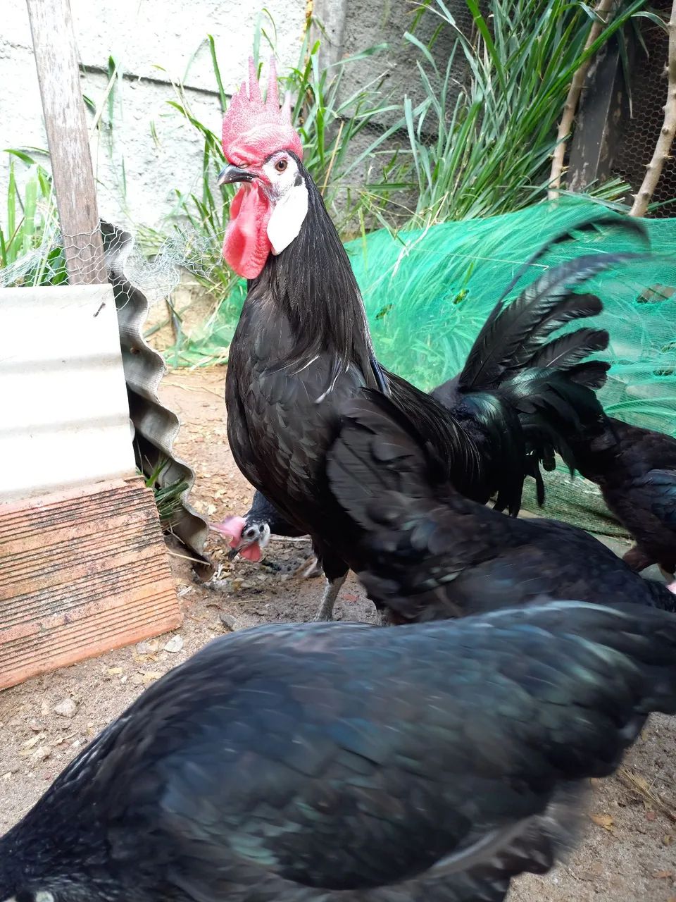 Galinha Cara de Palhaço (ovos galados) - Foto 6