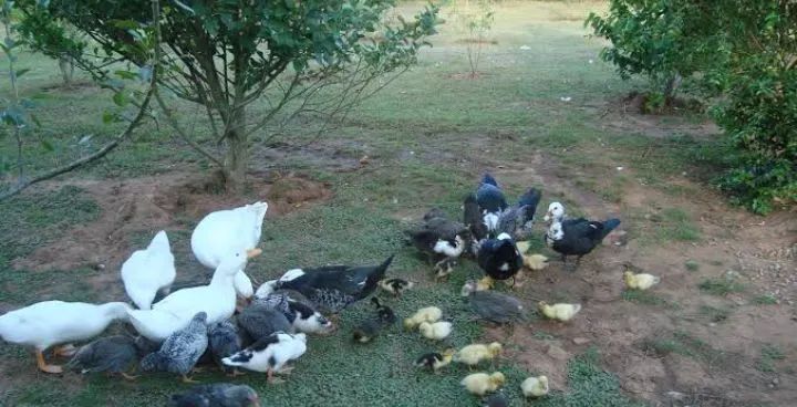 SOMOS UM CASAL DE CASEIRO  - Foto 2