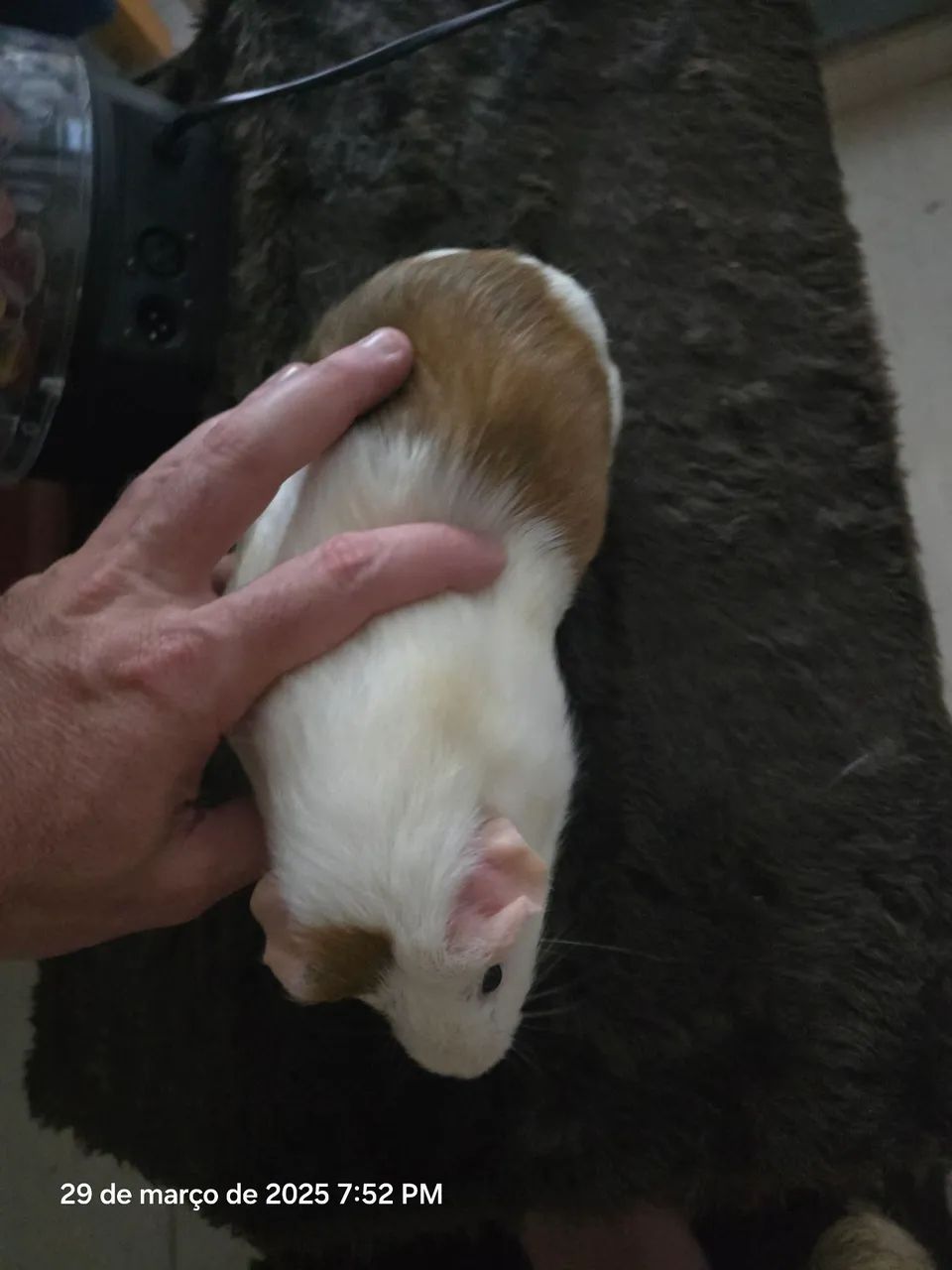 Gaiola para Roedores - Foto 3