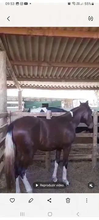 Potro Mangalarga Marchador