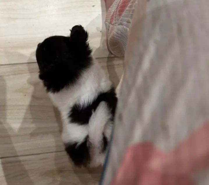Chihuahua machinho pelo longo maravilhoso! - Foto 2