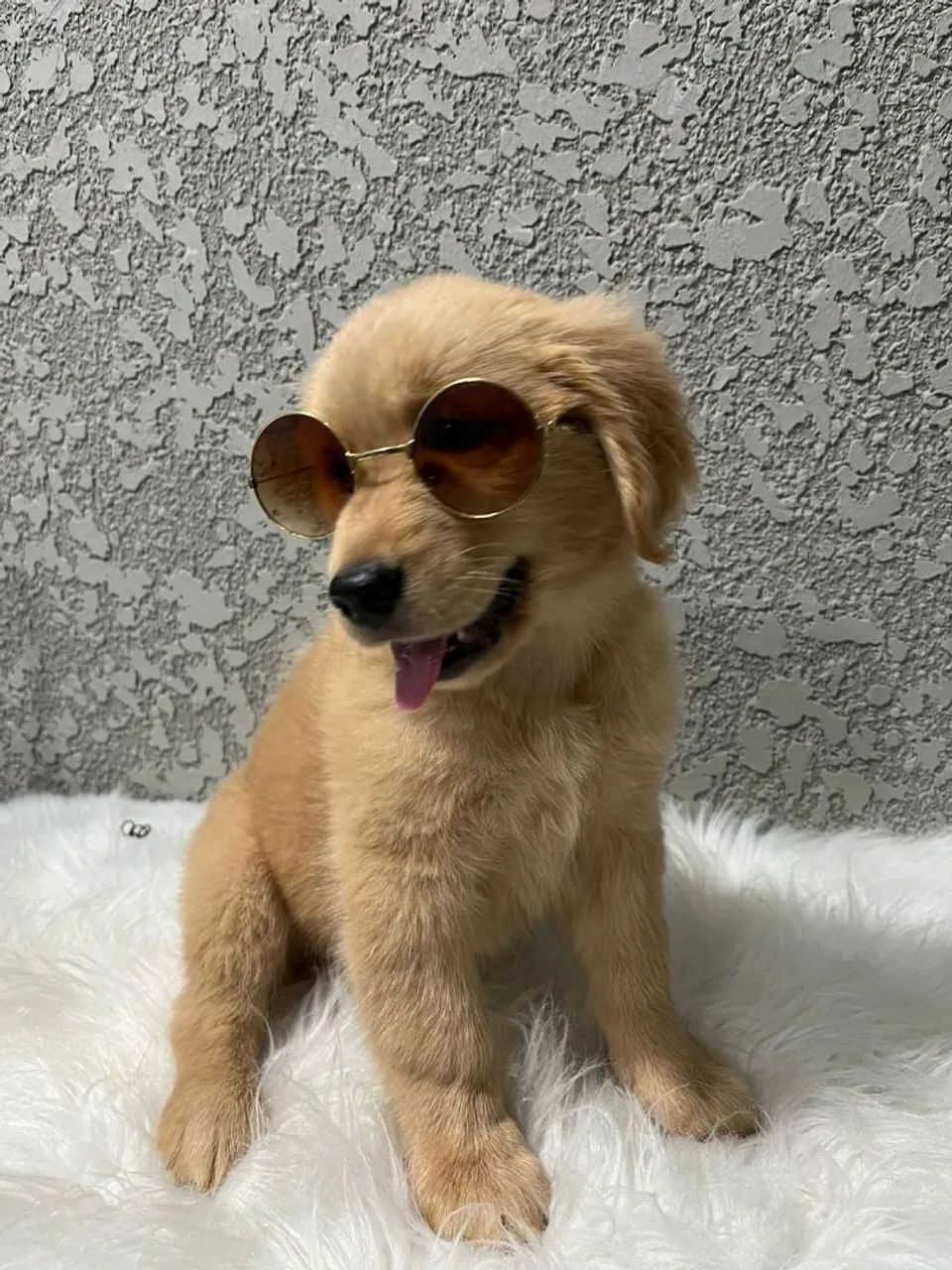 Filhote Golden Retriever com chapéu de cowboy - Foto 2