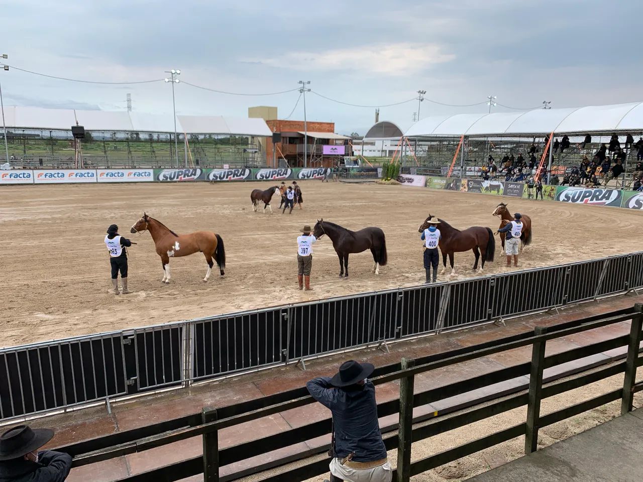 Cavalo Crioulo - Foto 3