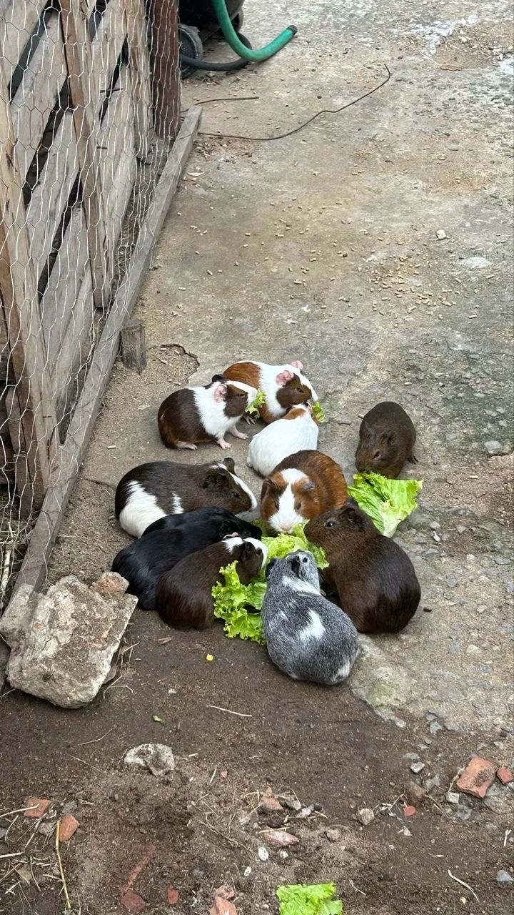 Prea 63824582016257121