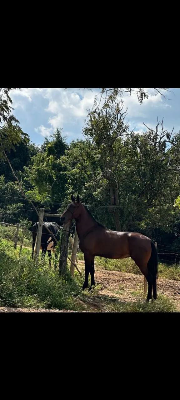 Egua Mangalarga Marchador - Foto 2