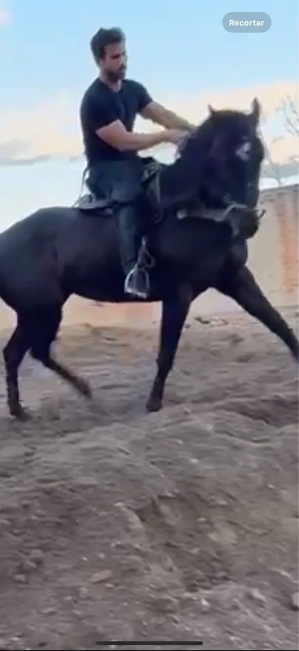 Cavalo potro quarto de milha vaquejada - Foto 6