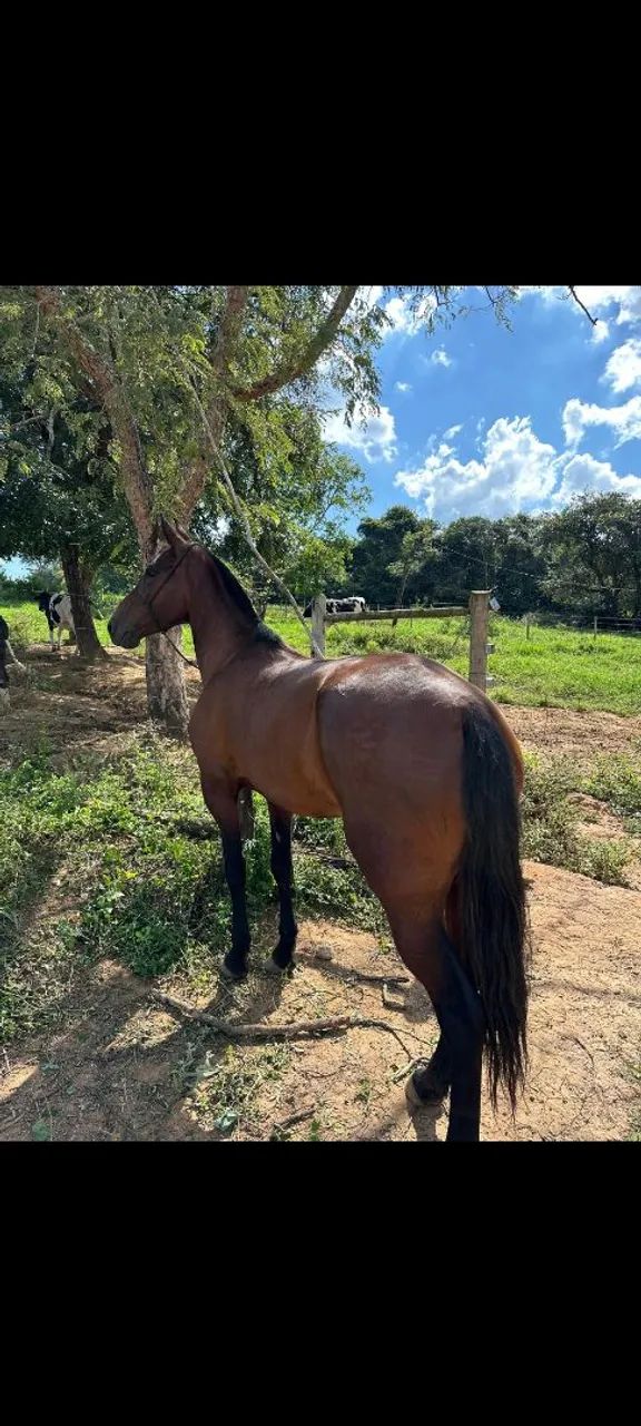 Egua Mangalarga Marchador - Foto 3