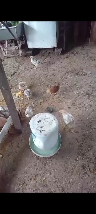 Vende-se 35 pintos  - Foto 2