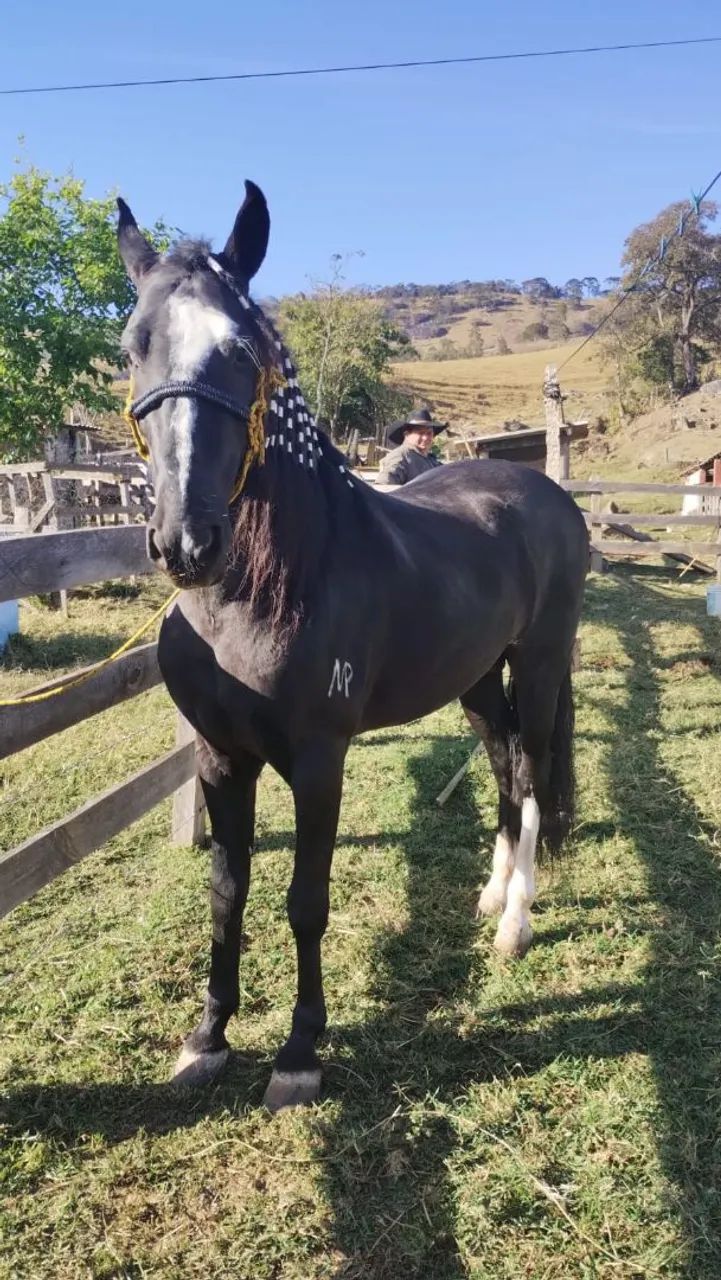Cavalo a venda! - Foto 3