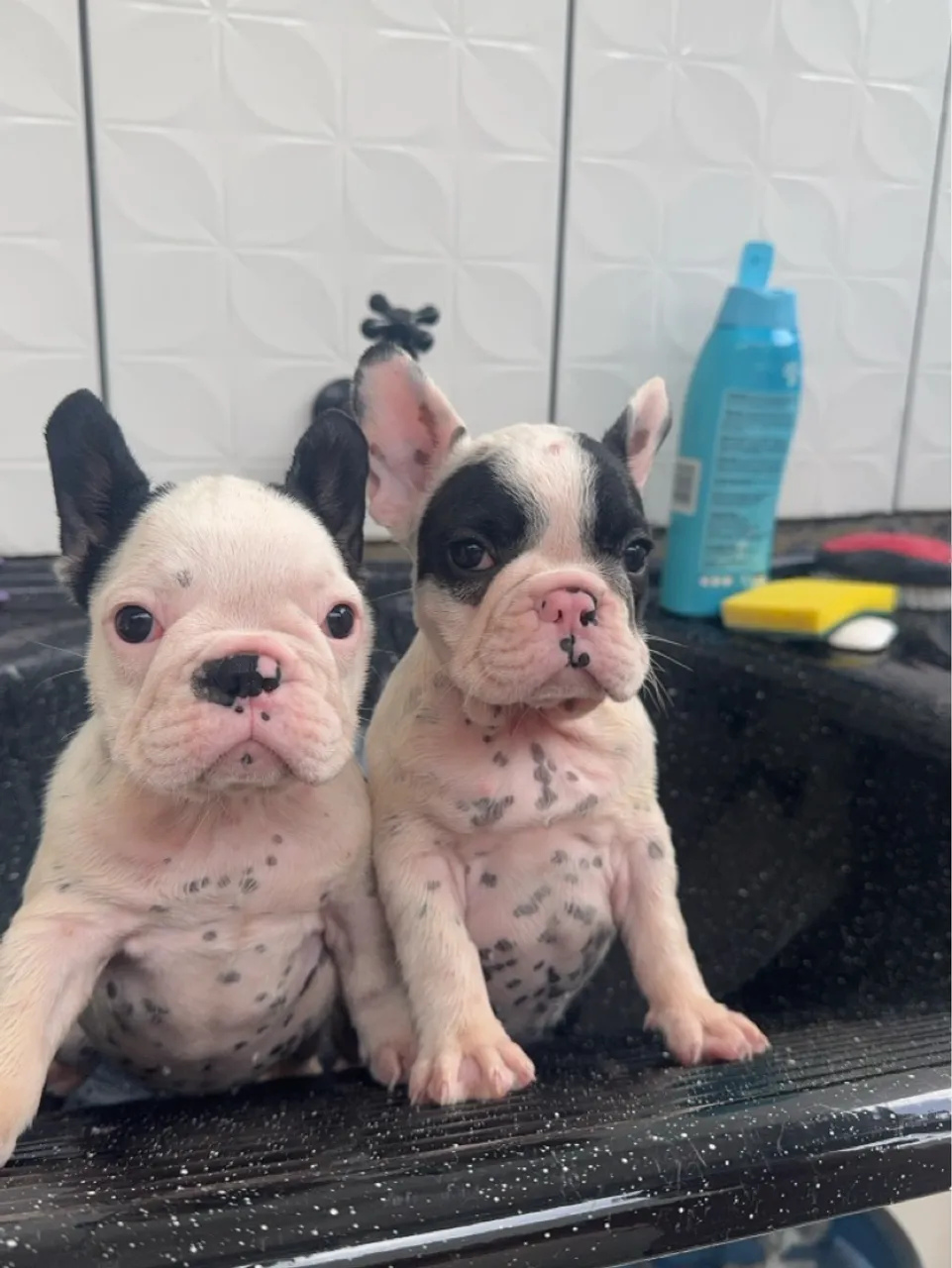 Filhote fêmeas buldogue Francês