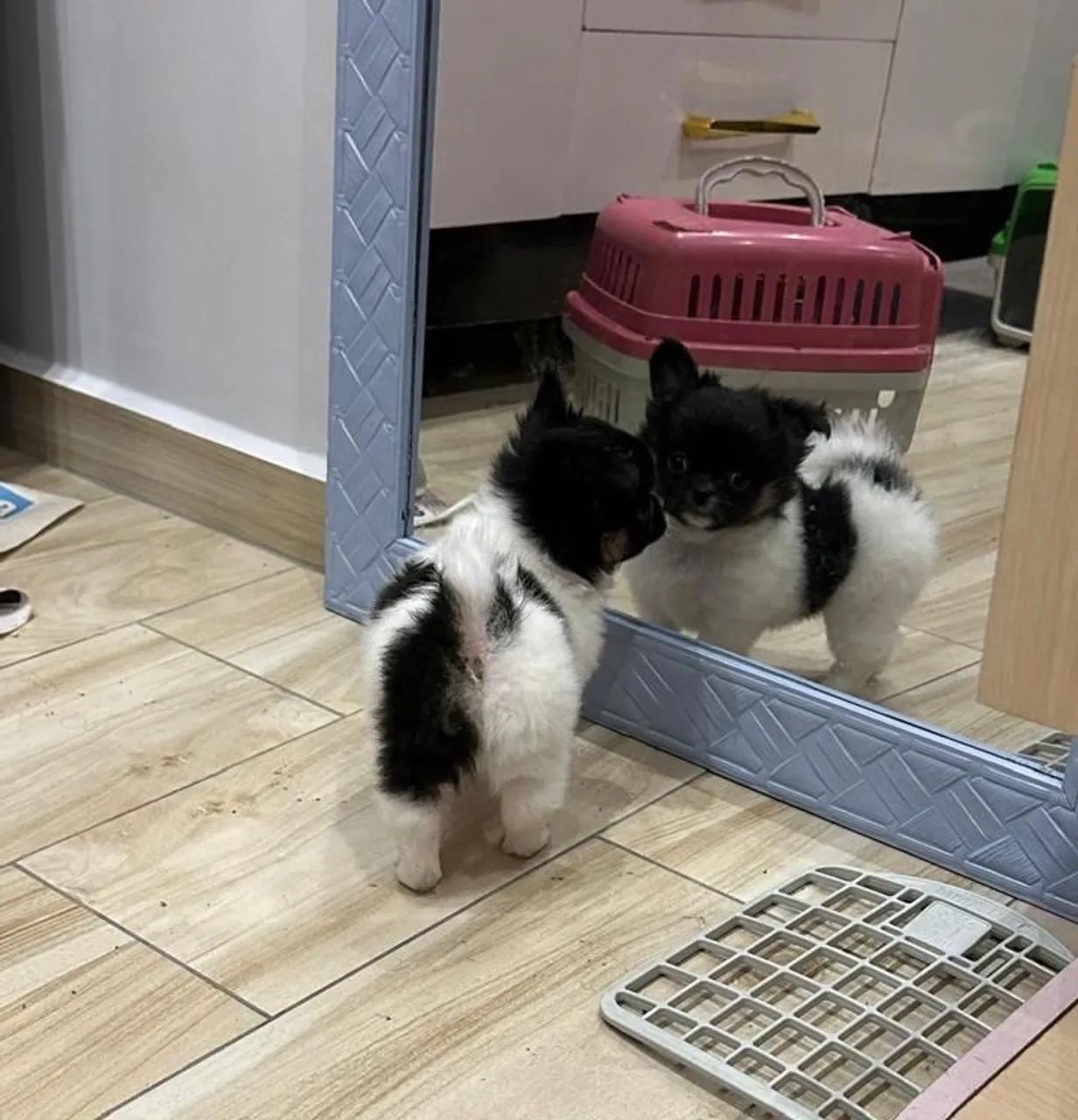 Chihuahua machinho pelo longo maravilhoso! - Foto 4