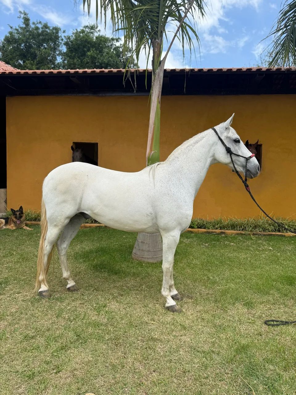 Cavalo Mangalarga Marcador Picada - Foto 6