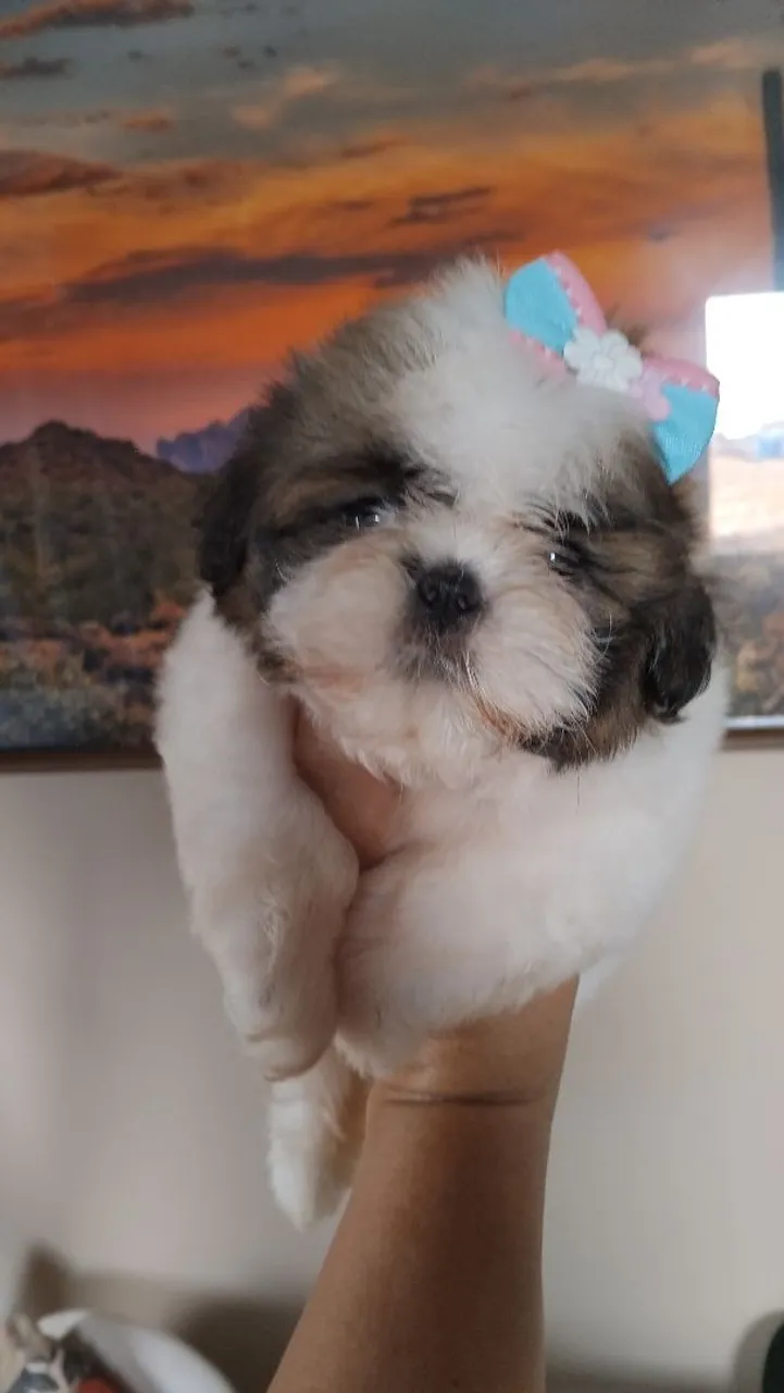 Filhote Shih Tzu - Fofura em 4 Patas!