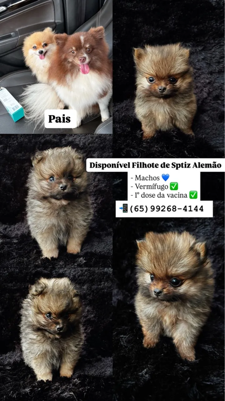 Filhotes de Spitz Alemão Machos Disponíveis