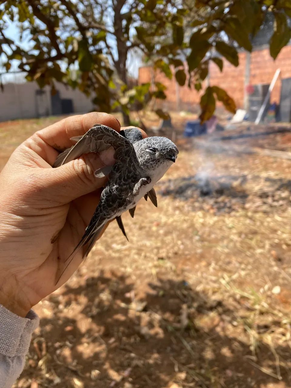 Lotão Mini chácara - Foto 7