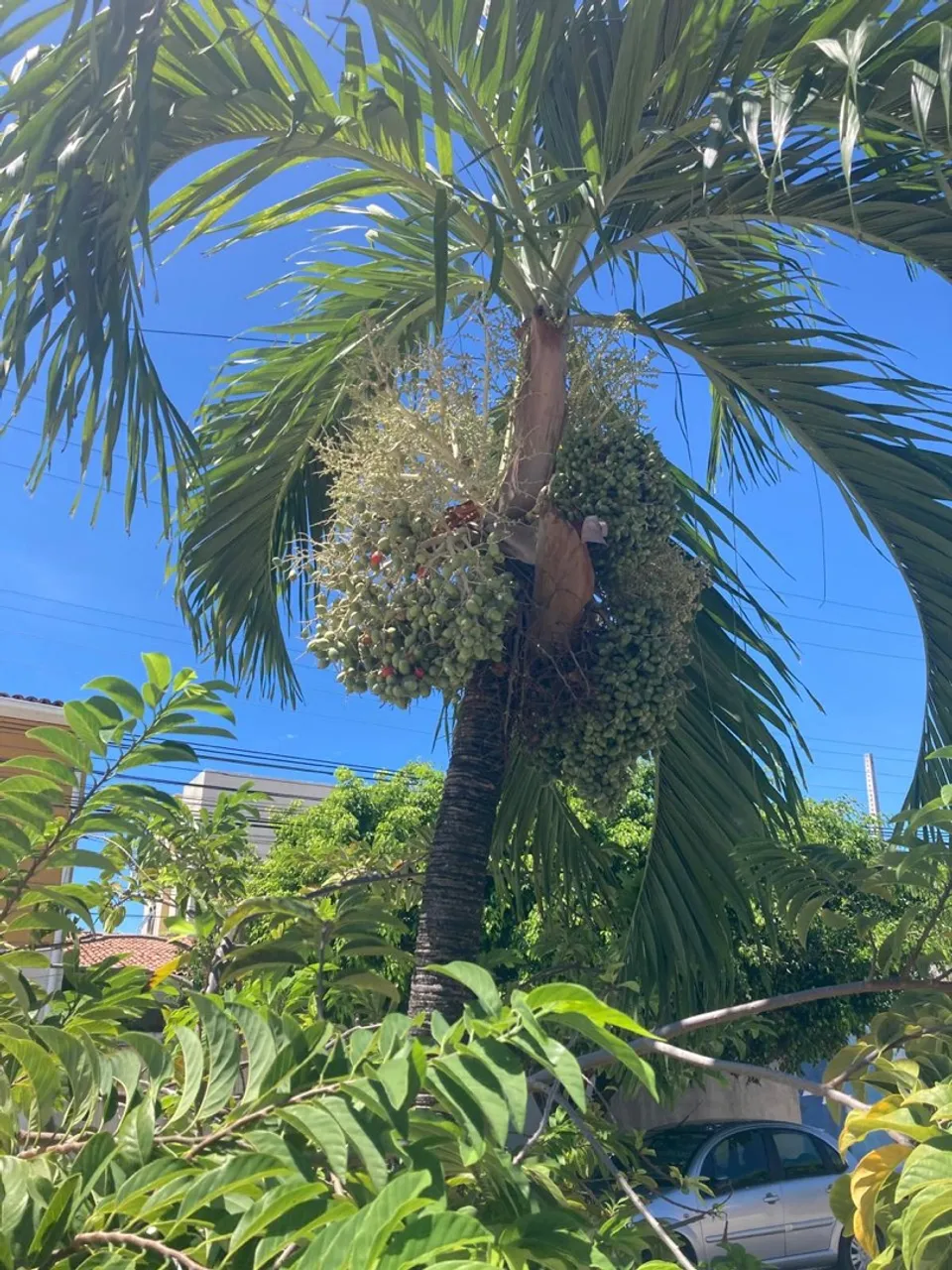 Mudas frutíferas e ornamentais