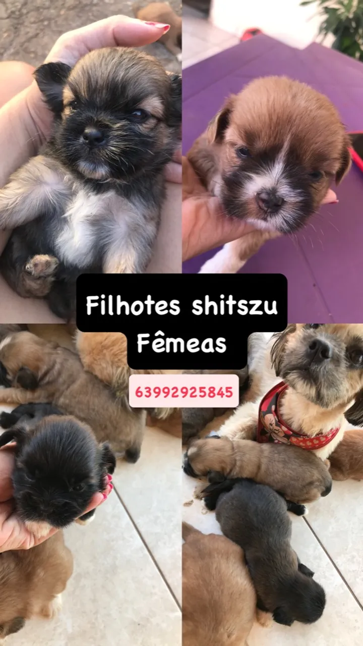 Shitszu