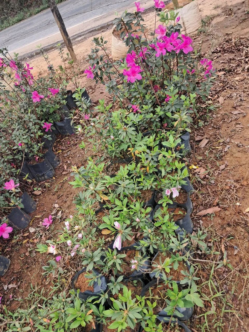 Mudas de Azaleias em Flor - Produção Rural - Foto 4