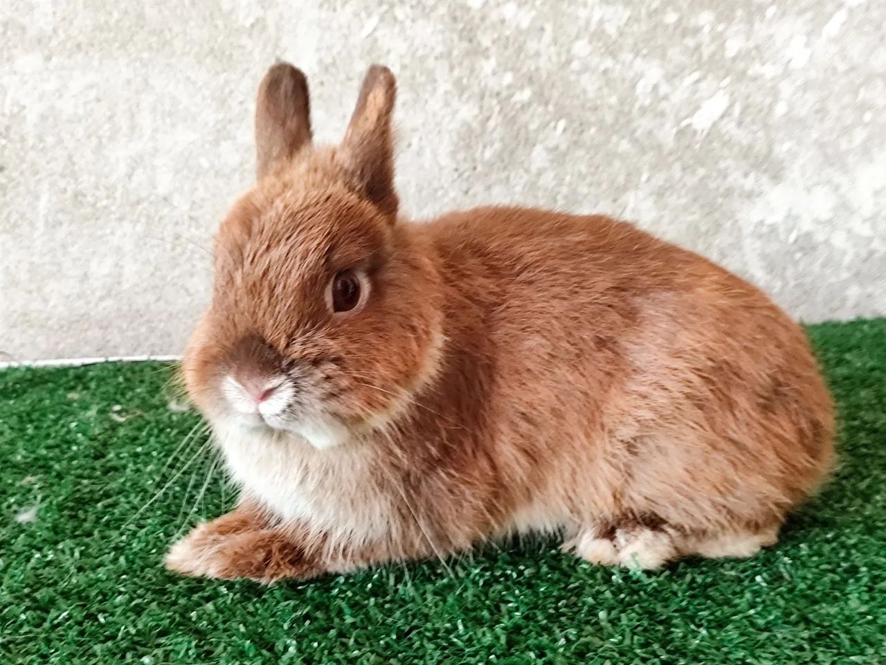 Padrão importado  - Foto 4