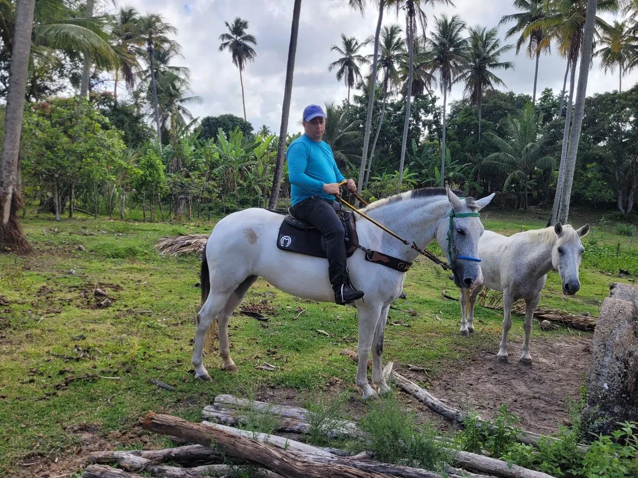 Égua Mestiça de Mangalarga - Foto 3