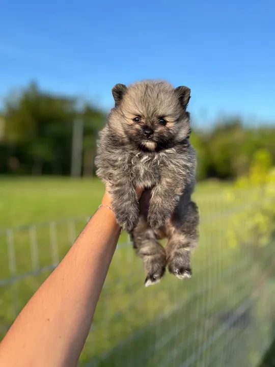 Pomerania anao machinho laranja  - Foto 6