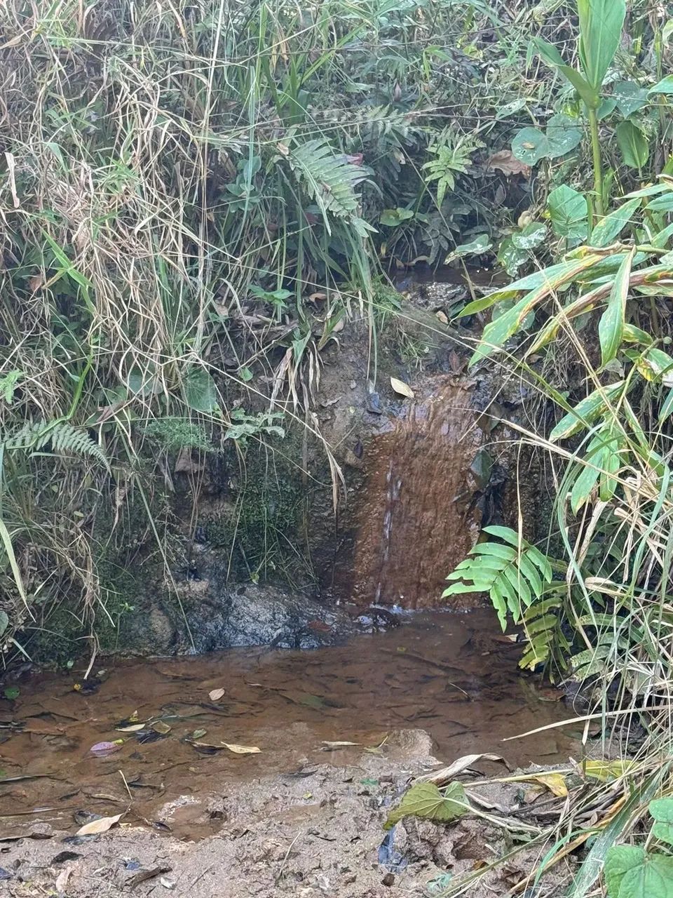 VENDA  Sítio de 50 hectares em Pintos dos Negreiros!!! - Foto 4
