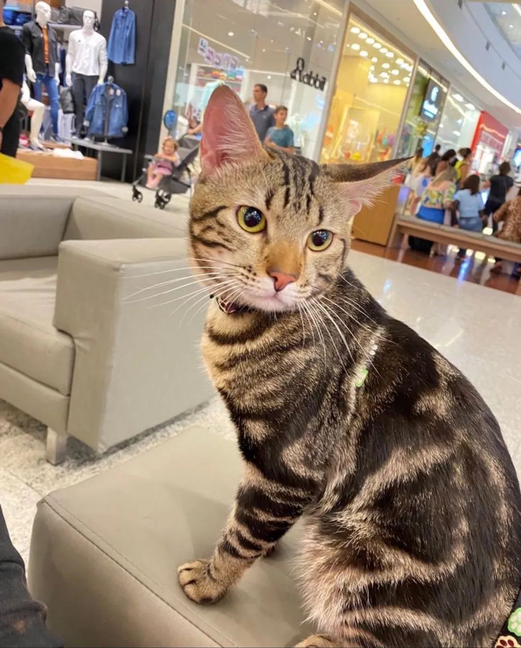  gatos bengal marble  - Foto 3