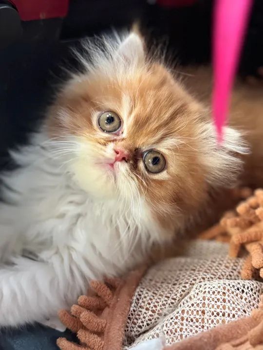 Gatinho Persa macho em Querência - MT - Foto 4