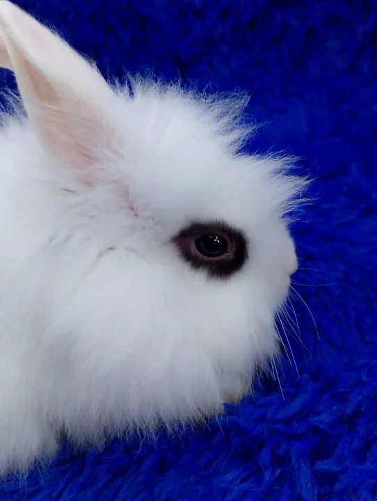 Marcação hottot mini Lion Head (ZAP na descrição  - Foto 4