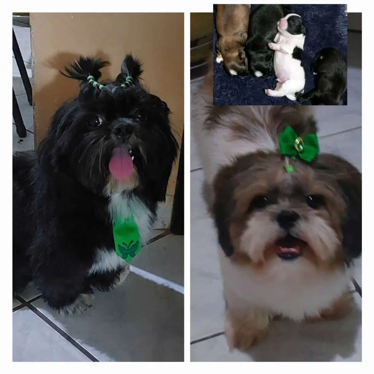 Shih Tzu filhotes - Lindos e carinhosos!