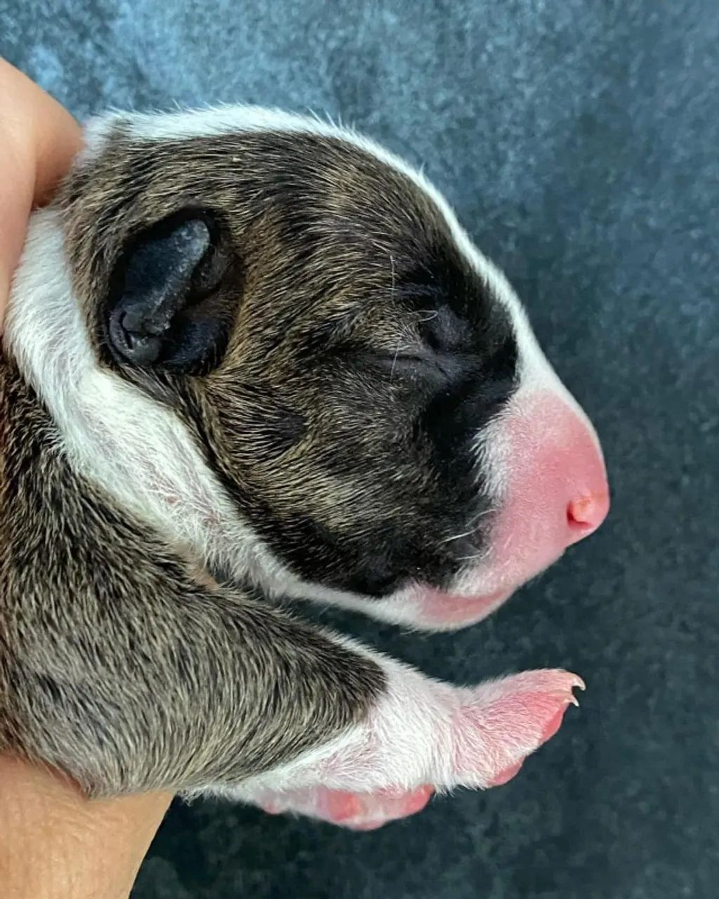 Gracinhas Doguinhos leais Bullterrier