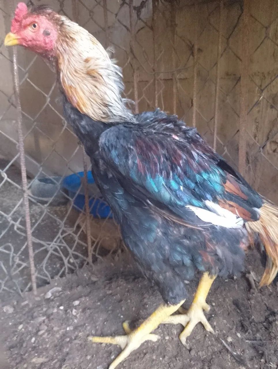 Galo  - Foto 2