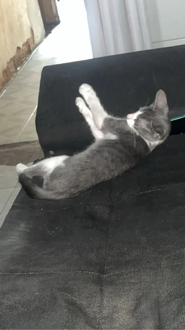 Gatinha cinza e branco para adoção
