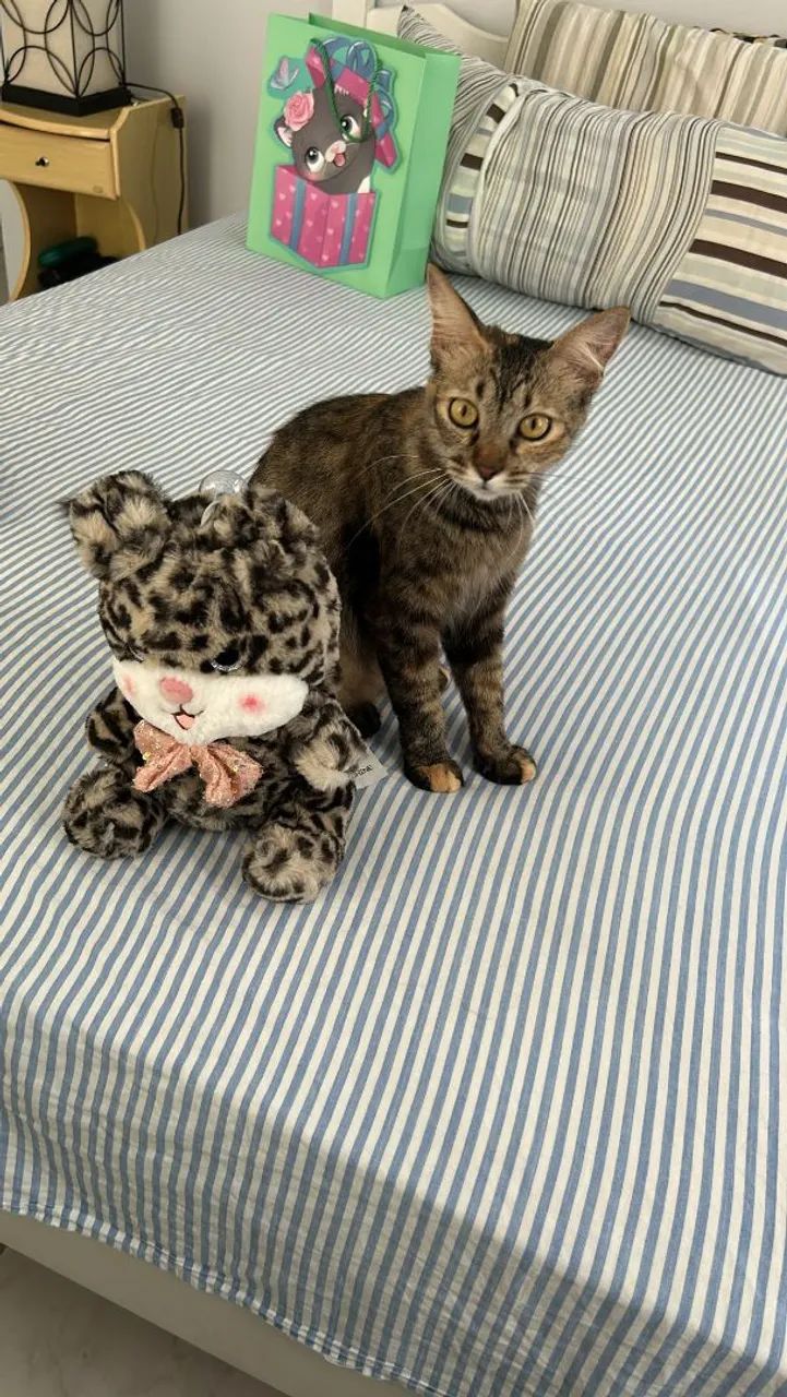 GATINHA PARA ADOÇÃO 