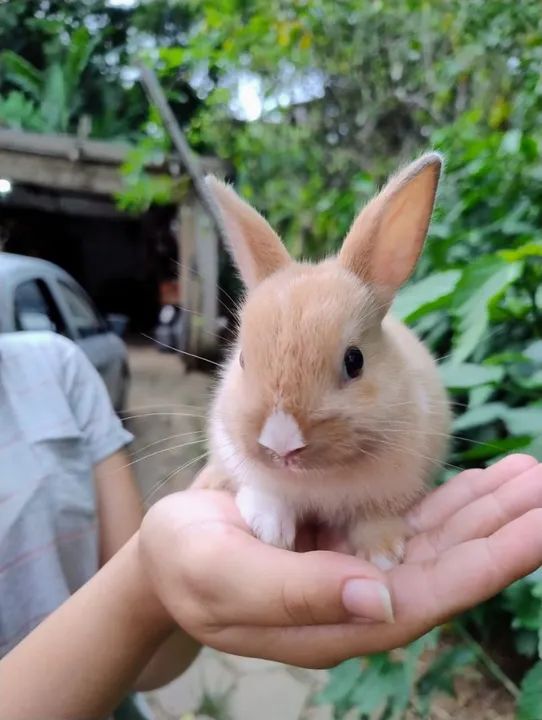 Coelho mini Netherland Dwarf  - Foto 4